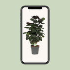 Polyscias scutellaria 'Fabiana' (aralia) – Ø 19 cm, 60 cm de haut
