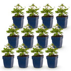 Anémone « Tricolour » (anémone d’automne) – rose foncé et blanc – 12 plants, Ø 11 cm, 15 à 25 cm de haut