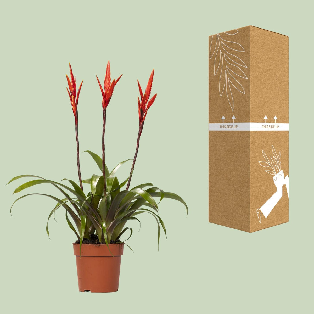 Vriesea Elan Büschel (Bromeliaceae) – Ø12 cm, 55 cm hoch