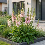 Digitalis purp. 'Gloxiniiflora' (Fingerhut) – rosa-weiß – Ø11 cm, 15–25 cm hoch