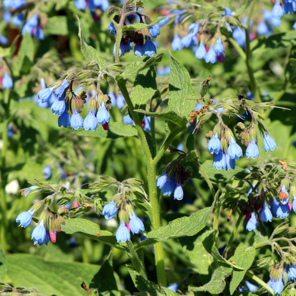 Symphytum grand. 'Wisley Blue' (grande consoude) – 48 plants, Ø9 cm, 10–25 cm de haut – photo 8