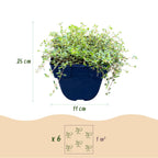 Thymus citr. 'Sambesi' (Zitronentimian) – gelb – Ø11 cm, 15–25 cm hoch