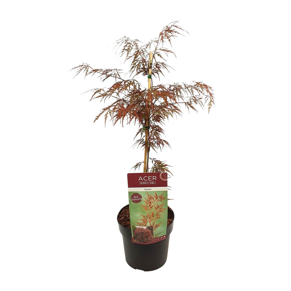 Acer palm. 'Garnet' (Japanese maple) – Ø19 cm, 40 cm high