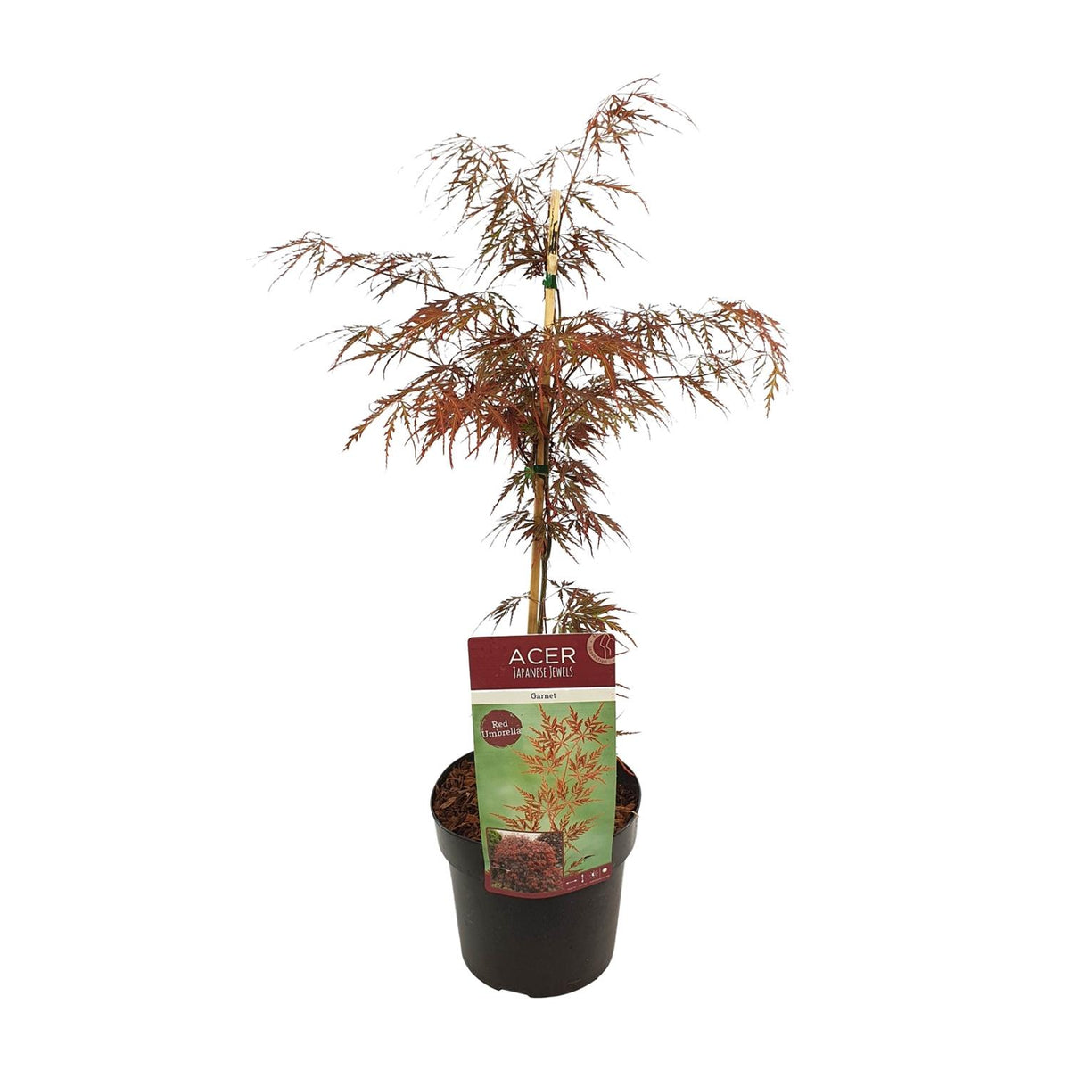 Acer palm. 'Garnet' (Japanese maple) – Ø19 cm, 40 cm high