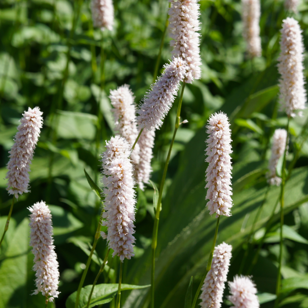 Persicaria bistorta 'Superba' (Königskerze) – 6 Pflanzen, Ø9 cm, 10–25 cm hoch – Bild 7