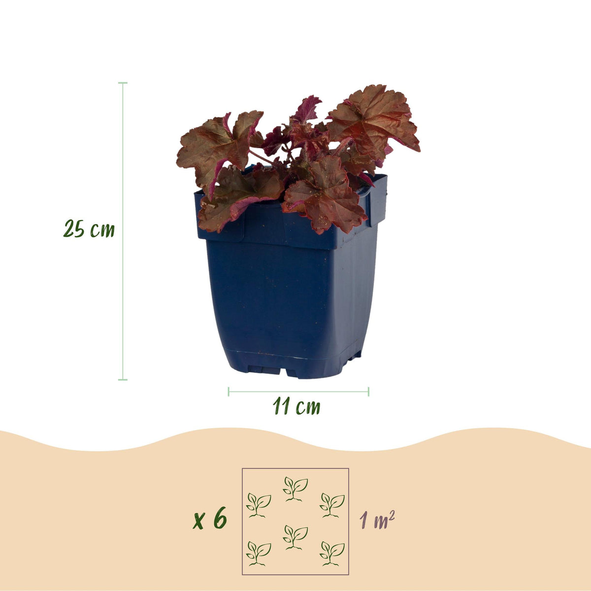 Heuchera micr. 'Palace Purple' (purperklokje) – paars – 12 planten, Ø11 cm, 15–25 cm hoog