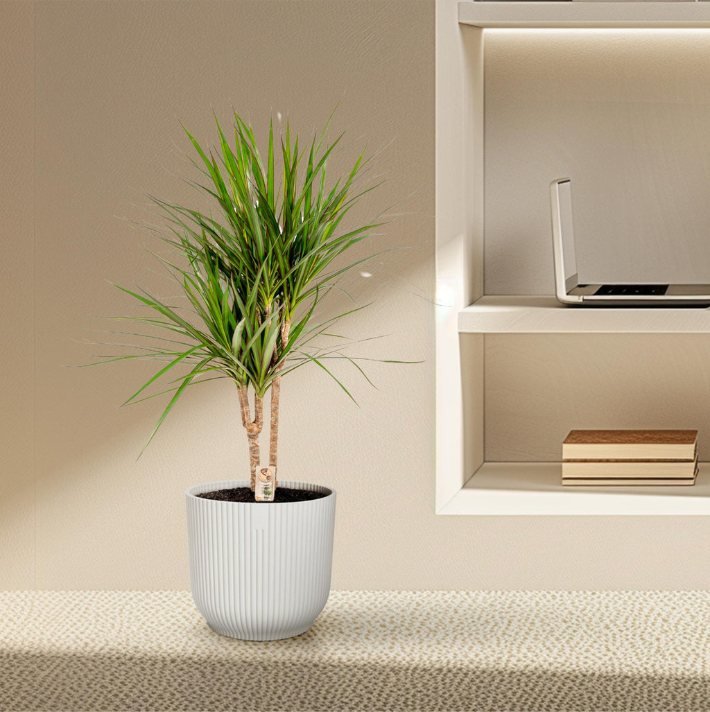 Dracaena marginata (dragetræ) – Ø17 cm, 90 cm høj