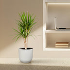 Dracaena marginata (dragetræ) – Ø17 cm, 90 cm høj