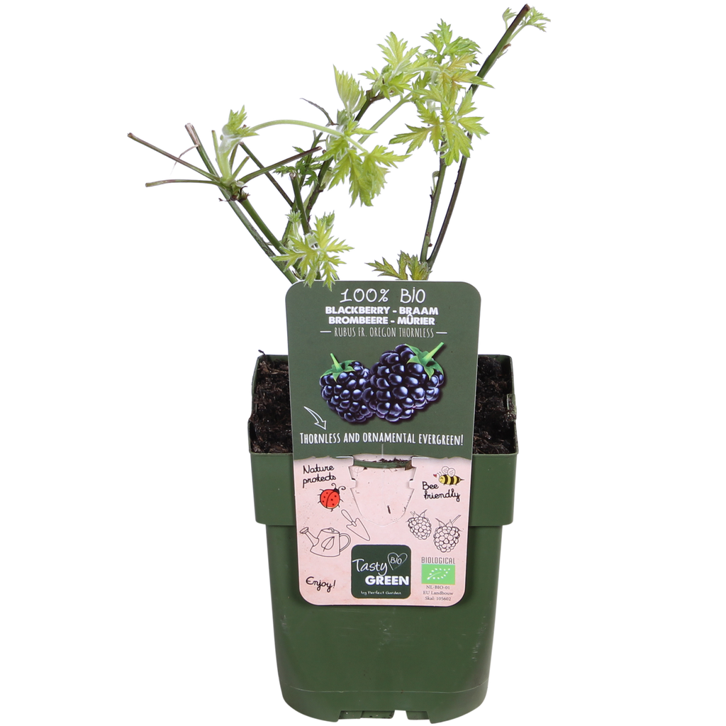 Rubus fruticosus 'Thornless Evergreen' (dornlose Brombeere) – Ø13 cm, 45 cm hoch