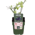 Rubus fruticosus 'Thornless Evergreen' (dornlose Brombeere) – Ø13 cm, 45 cm hoch