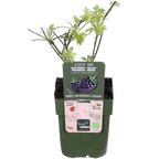 Rubus fruticosus 'Thornless Evergreen' (dornlose Brombeere) – Ø13 cm, 45 cm hoch