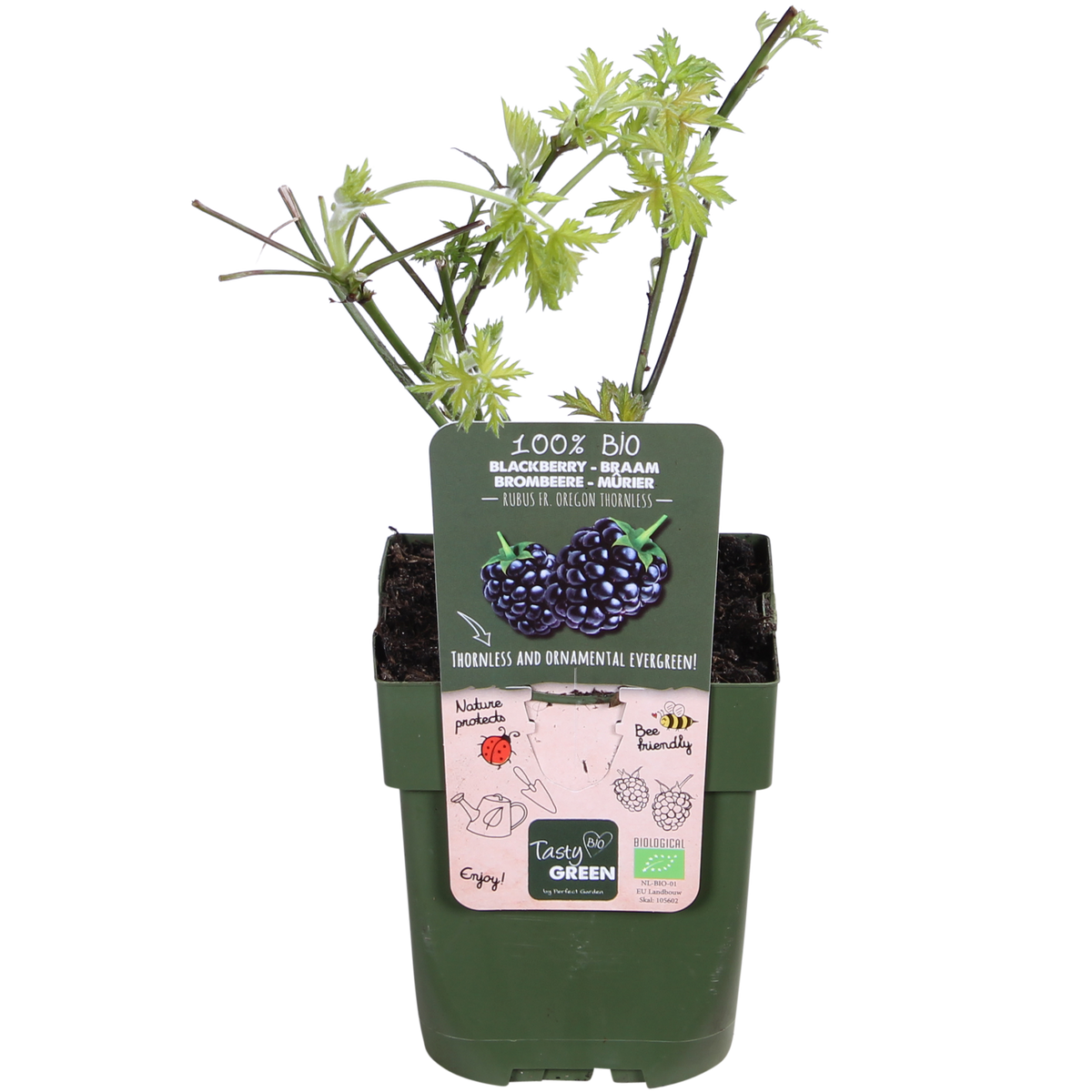 Rubus fruticosus 'Thornless Evergreen' (doornloze braam) – Ø13 cm, 45 cm hoog