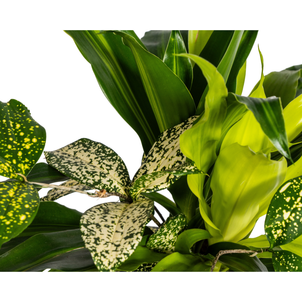 Plantenmix – Ø17 cm, 55–65 cm hoog