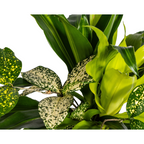 Plantenmix – Ø17 cm, 55–65 cm hoog