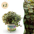 2× Callisia repens – Ø12 cm, 17–20 cm hoch