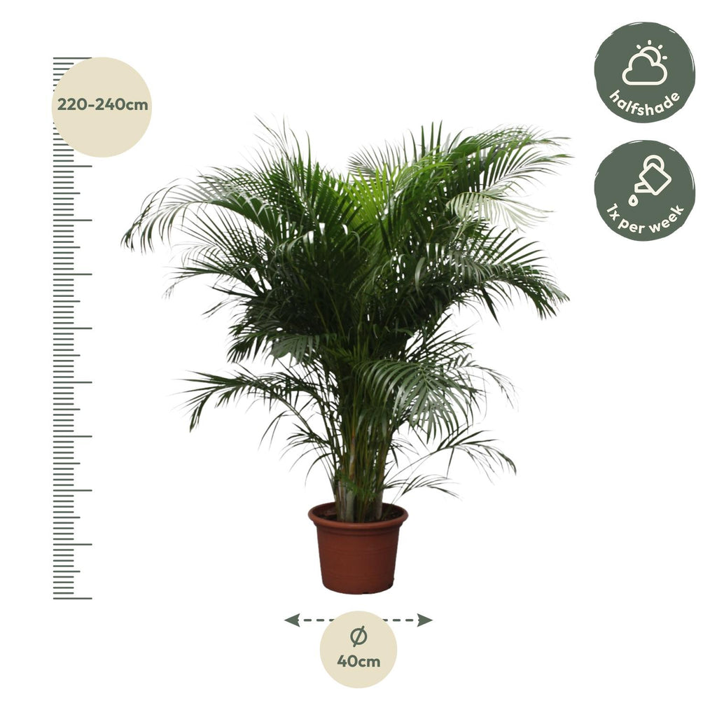 Areca-Palme (Dypsis) – Ø 40 cm, 230 cm hoch