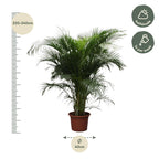 Areca-Palme (Dypsis) – Ø 40 cm, 230 cm hoch