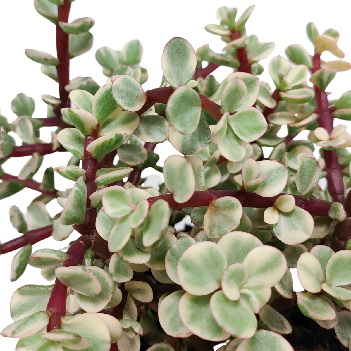 Portulacaria afra Variegata (arbre à saucisses) en pot blanc – Ø12 cm, 25 cm de haut – photo 4
