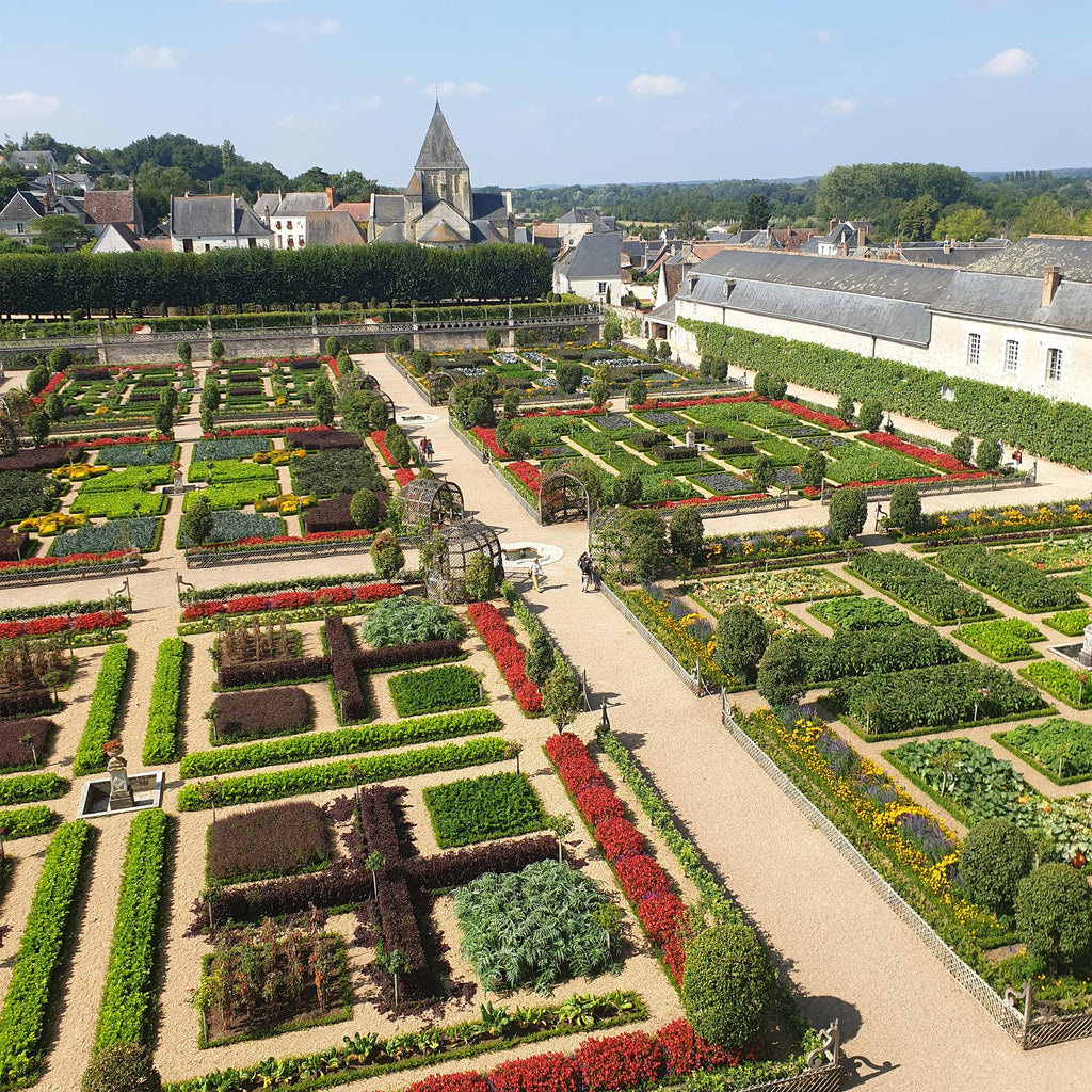 Buxus – 6 Pflanzen, Ø 13 cm, 30–35 cm hoch – Bild 5