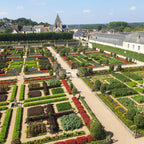 Buxus – 6 Pflanzen, Ø 13 cm, 30–35 cm hoch