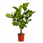 Ficus lyrata ramifié (ficus lyre) – Ø27 cm, 140 cm de haut