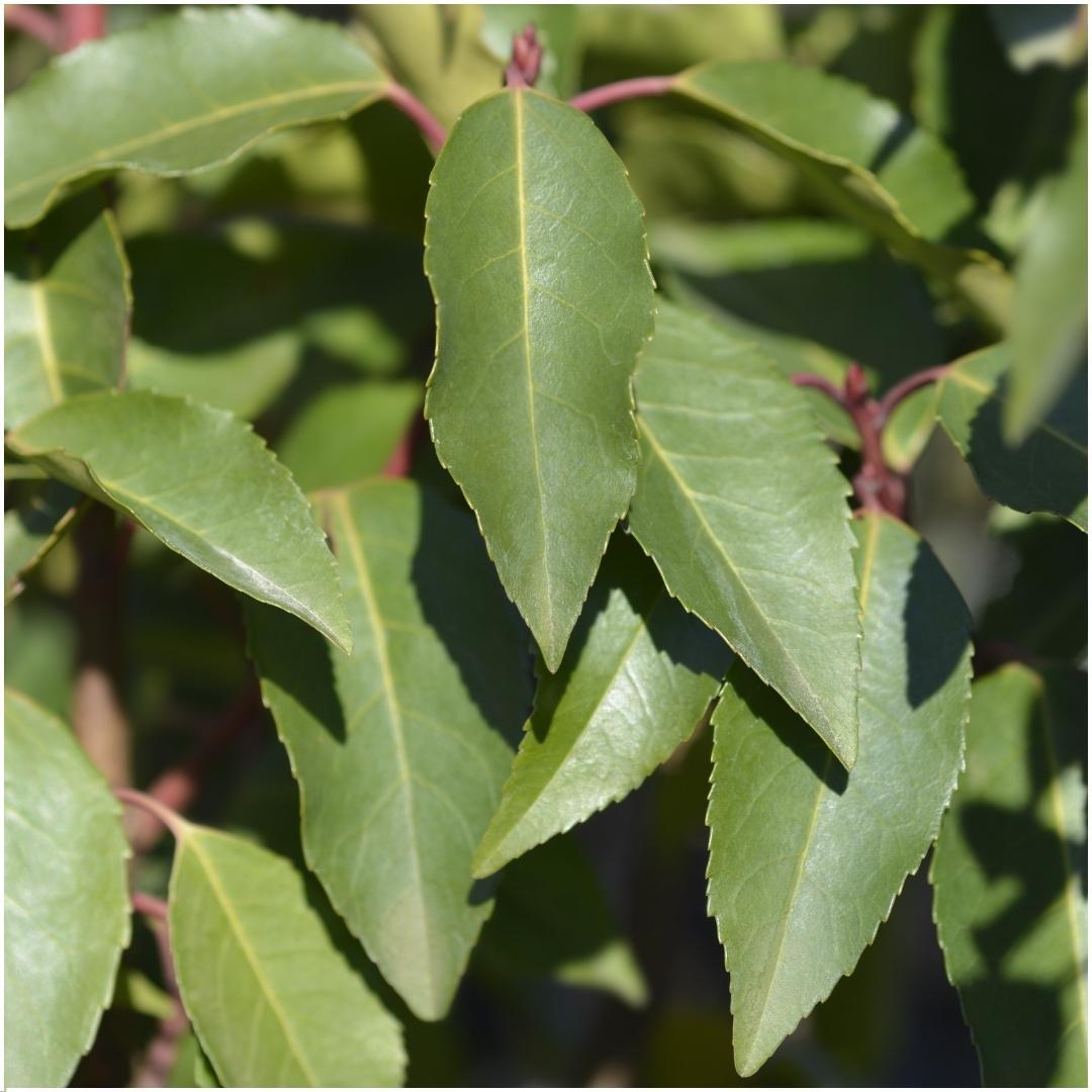 Prunus lusitanica 'Angustifolia' (Portuguese laurel) – 6 plants, 25 cm high – photo 3