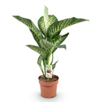 Dieffenbachia – Ø 21 cm, 90–100 cm hoch