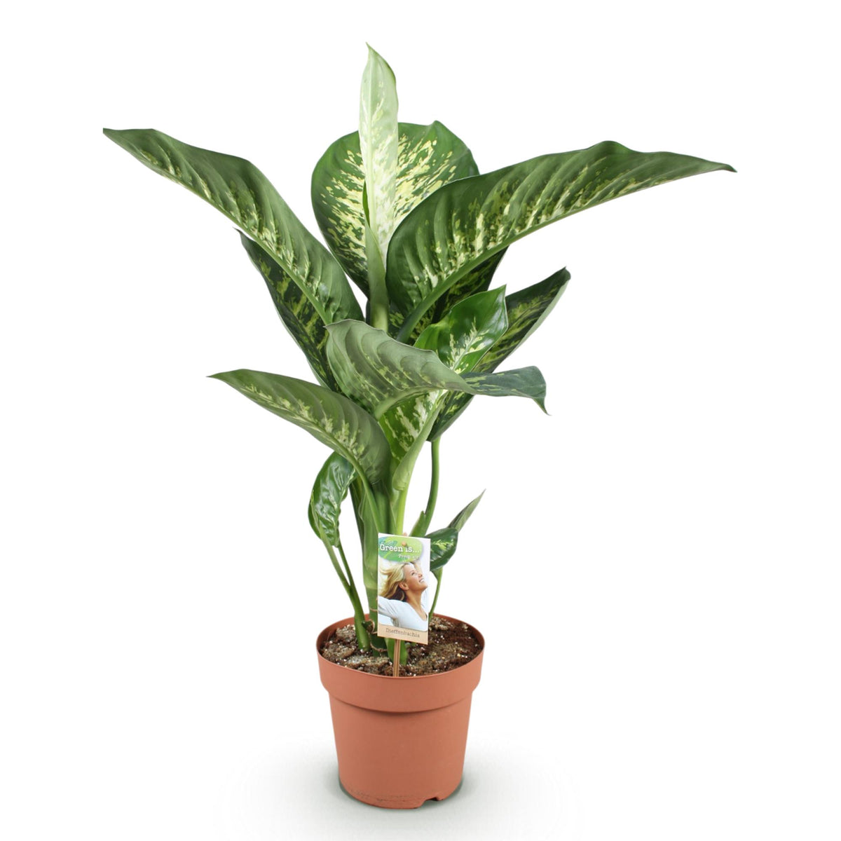 Dieffenbachia – Ø21 cm, 90–100 cm hoog