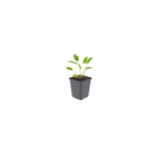 Sanguisorba o. 'Tanna' (achillée à feuilles étroites) – 12 plantes, Ø9 cm, 10–25 cm de haut