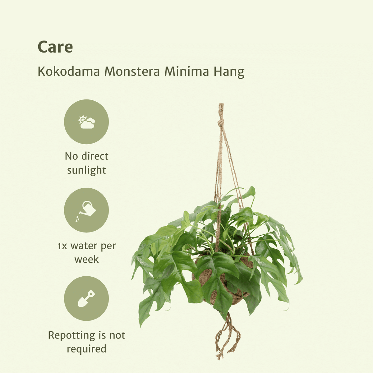 2× Monstera Minima grimpante (plante percée) (mini-monstera) en kokodama (boule de fibre de coco) – Ø15 cm, 25 cm de haut