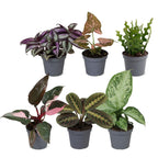 6× Surprise box of houseplants – Ø6 cm, 5–15 cm high