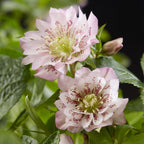 Helleborus orientalis 'Double Ellen Pink' (Orientalische Christrose) – 2 Pflanzen, Ø 14 cm, 35 cm hoch