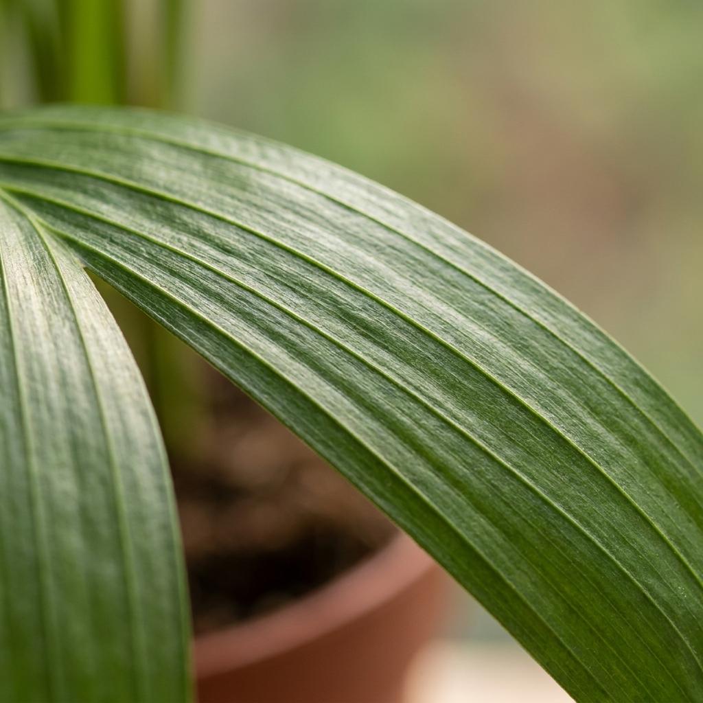 4× Areca lutescens (Dypsis) – Ø12 cm, 45 cm høj