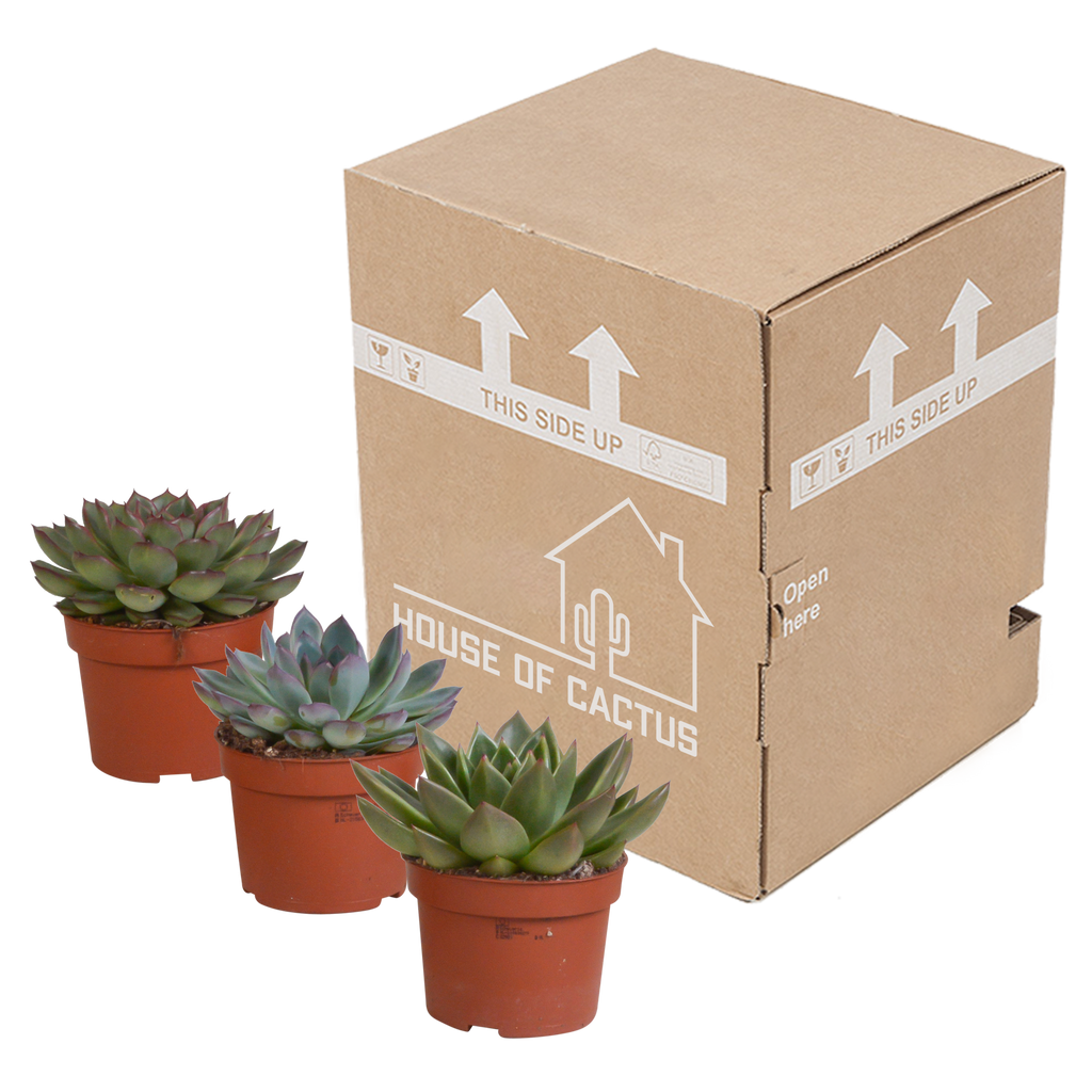Echeveria mix zonder sierpot – Ø11 cm, 21 cm hoog