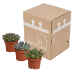 Echeveria mix zonder sierpot – Ø11 cm, 21 cm hoog