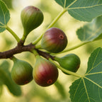 Ficus caria 'Little Miss Figgy' (fig tree) – 2 plants, Ø15 cm, 50 cm high