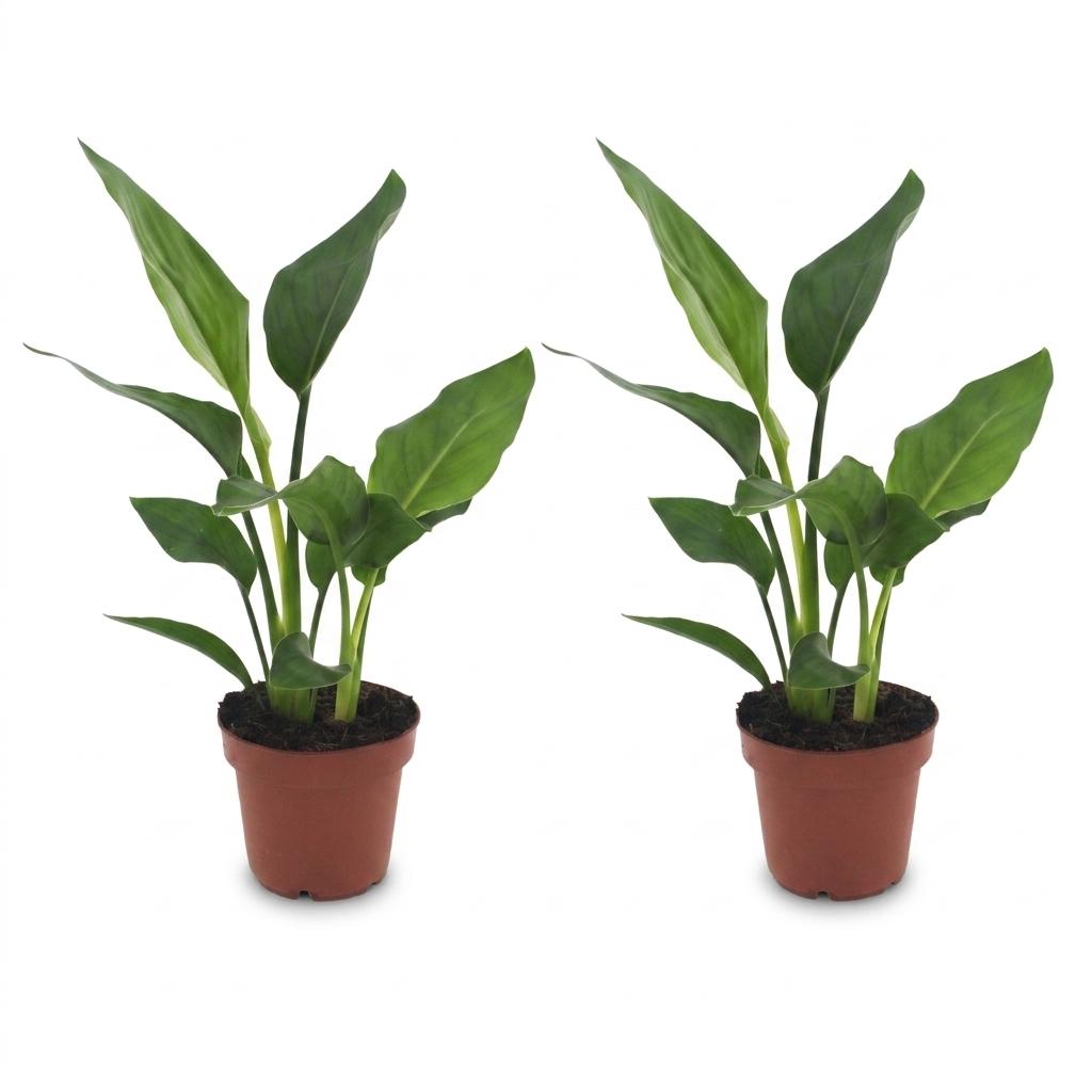2× Strelitzia reginae (paradisfugleblomst) – Ø12 cm, 35 cm høj