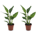 2× Strelitzia reginae (paradisfugleblomst) – Ø12 cm, 35 cm høj
