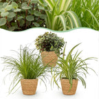 3× Callisia med kurv – Ø12 cm, 20 cm høj
