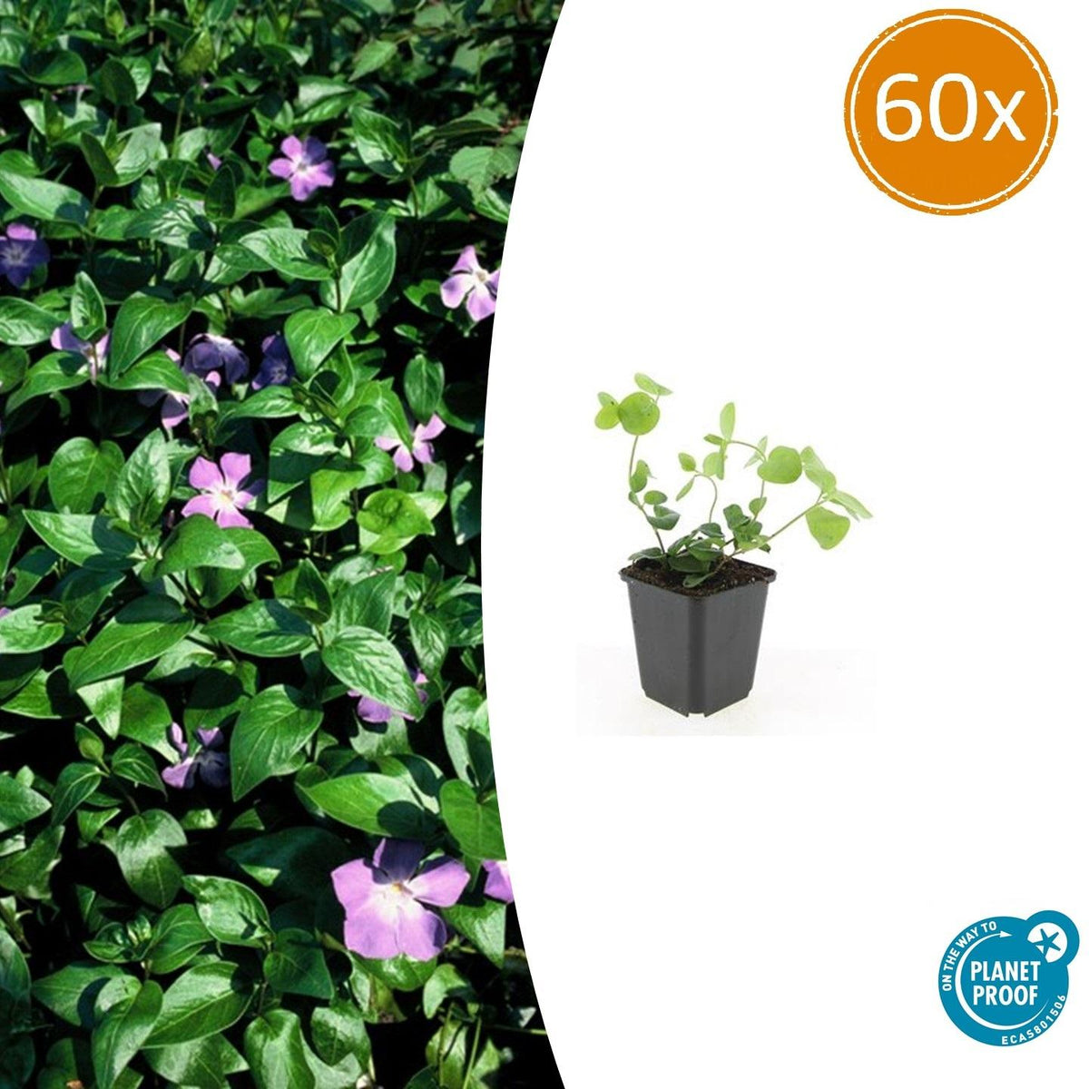 Vinca major (bigleaf vinca) – 60 plants, Ø9 cm, 10–25 cm high – photo 2