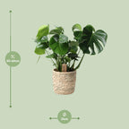 Monstera In Basket Palmleaf (gatenplant) – Ø21 cm, 60 cm hoog