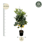 Zitrus 'Lemon' (Zitrusbäumchen) – Ø40 cm, 200 cm hoch
