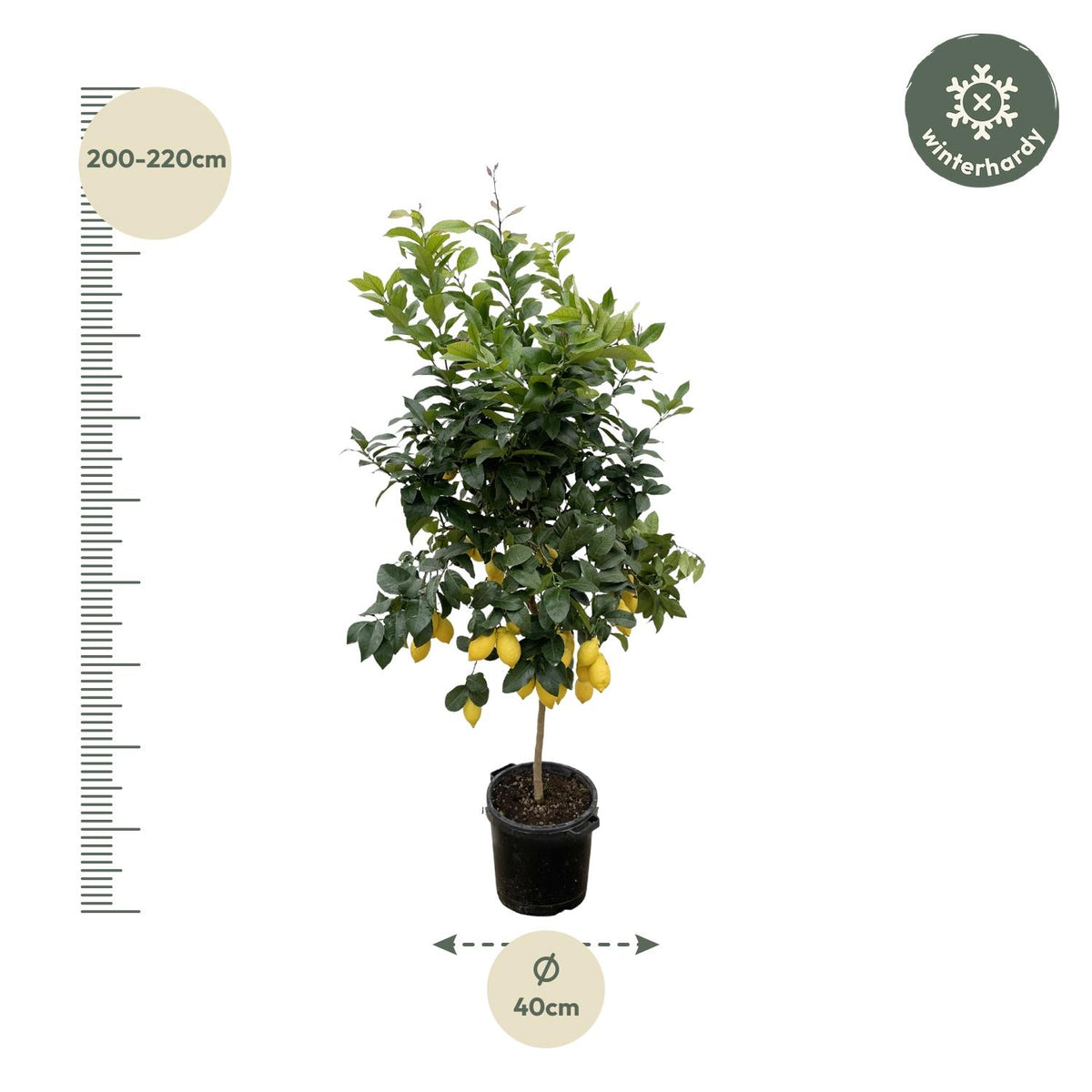 Citrus 'Lemon' (citrusboompje) – Ø40 cm, 200 cm hoog