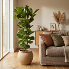 Ficus lyrata busk (fiolinfigen) – Ø27 cm, 150 cm høj