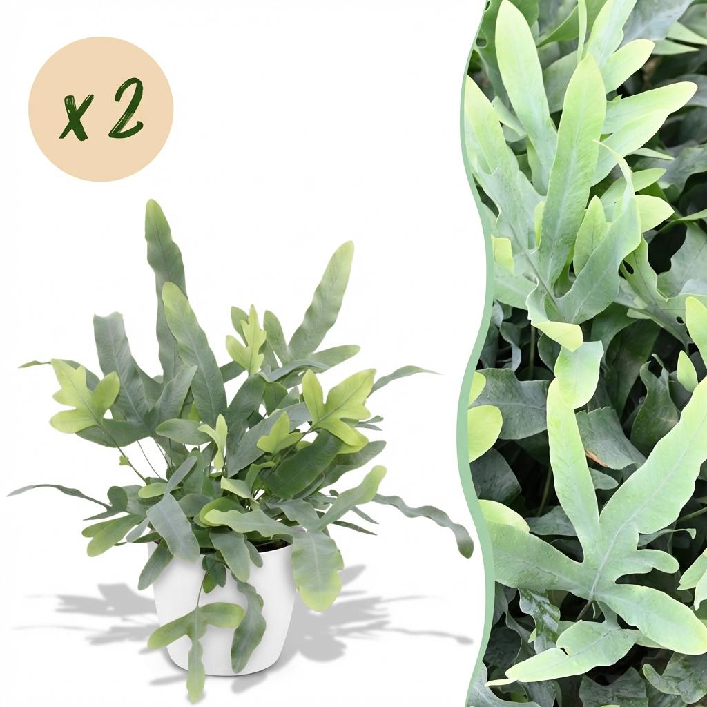 2× Phlebodium aureum Blue Star (fougère bleue) en pot de décoration blanc – Ø12 cm, 25 cm de haut