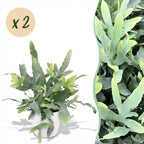 2× Phlebodium aureum Blue Star (fougère bleue) en pot de décoration blanc – Ø12 cm, 25 cm de haut