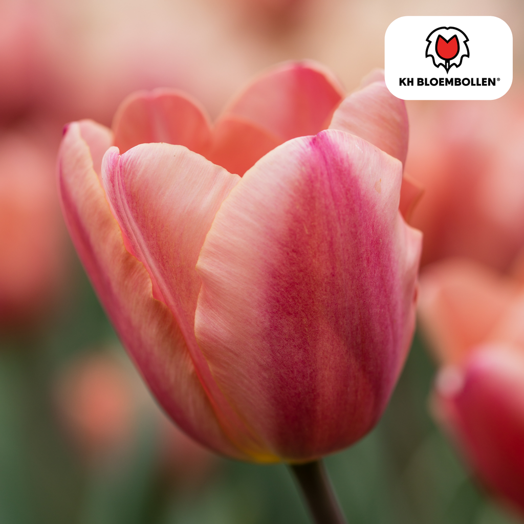 Tulipe 'Apricot Foxx' – 20 bulbes (taille 11/12)