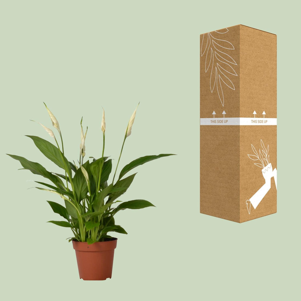 Spathiphyllum Bingo Cupido (peace lily) – Ø12 cm, 45 cm high – photo 3