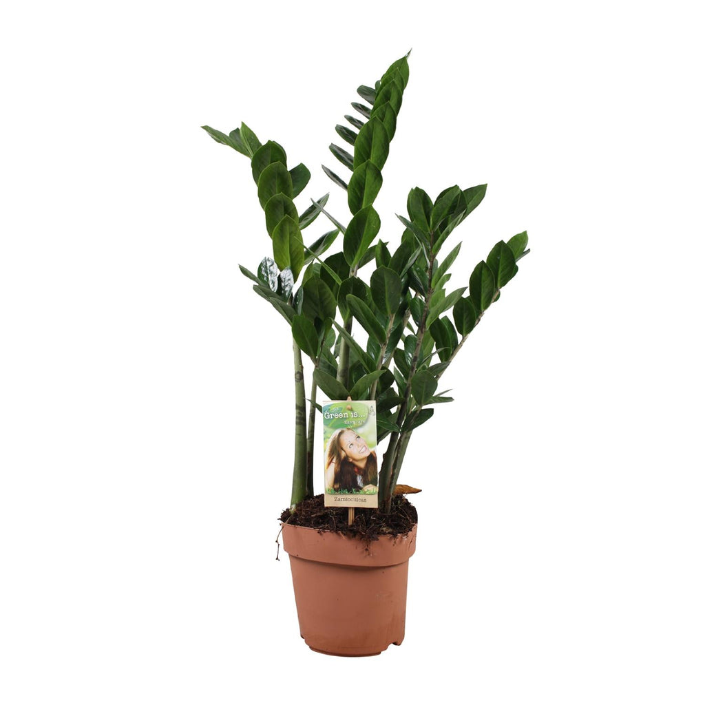 Zamioculcas zamiifolia (Glücksfeder) – Ø 17 cm, 70 cm hoch