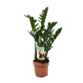 Zamioculcas zamiifolia (Glücksfeder) – Ø 17 cm, 70 cm hoch